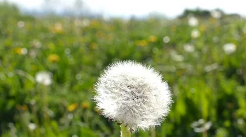 Dandelion Blown On The Wind 7 Stock Footage 50486354