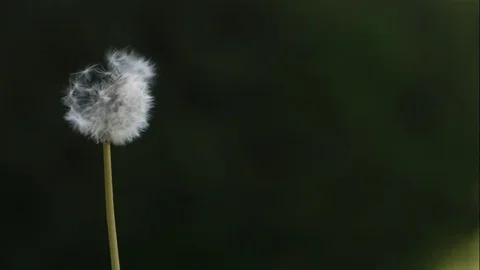 Dandelion Blown By The Wind Stock Footage 70333344