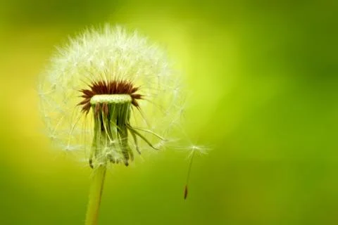 A dandelion blown by the wind Stock Photos