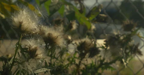 Dandelion blows in wind close up next to fence Stock Footage 42108114