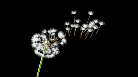 Dandelion on a blue background Stock Footage 22202289