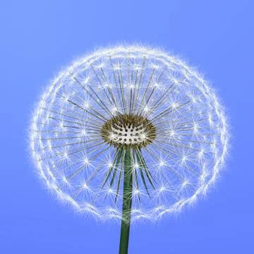 A dandelion on blue background Stock Illustration
