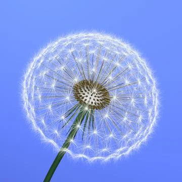 A dandelion on blue background Stock Illustration
