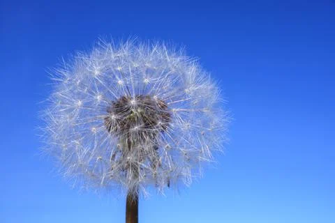 Dandelion on a blue background, macro close-up. Foto stock