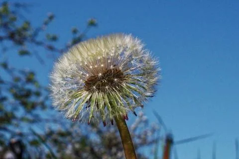 Dandelion on a blue background Stock Photos