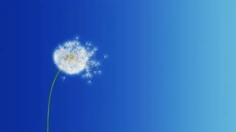 Dandelion Blue Gradient (with Matte) 4K Video stock 105550628