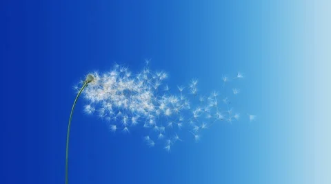 Dandelion Blue Gradient (with Matte) Vidéo 7137115