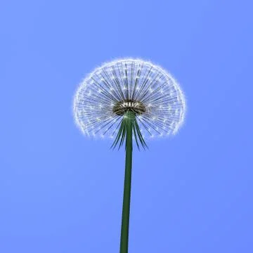 Dandelion on blue Stock Illustration