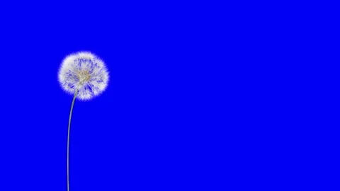 Dandelion Blue Screen 4K Vidéo 106014444