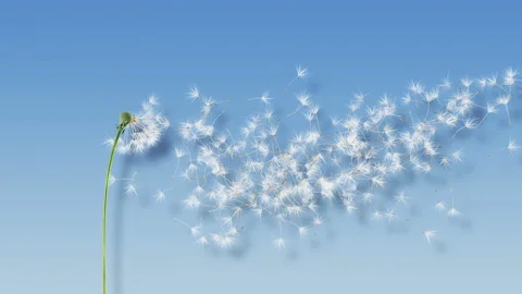 Dandelion Blue Shadow 4K Video stock 105584210