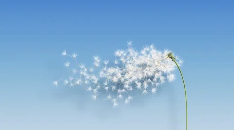 Dandelion Blue Shadow (with Matte) Video stock 8825933