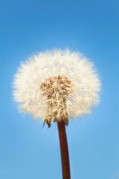 Dandelion on blue sky background Stock Photos