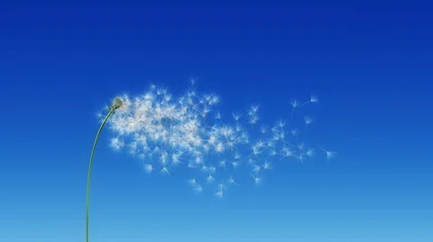 Dandelion Blue Sky (with Matte) Vidéo 7137140