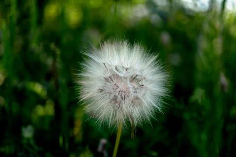 Dandelion on blurred background, close up Stock Photos