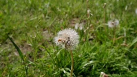 Dandelion on a blurred background. Dandelion movement. Stock Footage 155509864