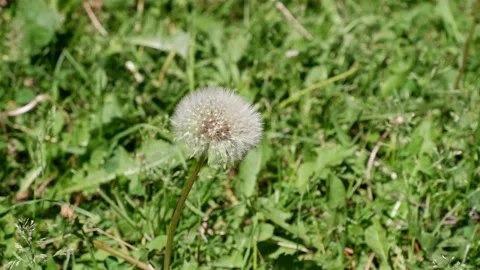 Dandelion on a blurred background. Dandelion movement. Stock Footage 155860476