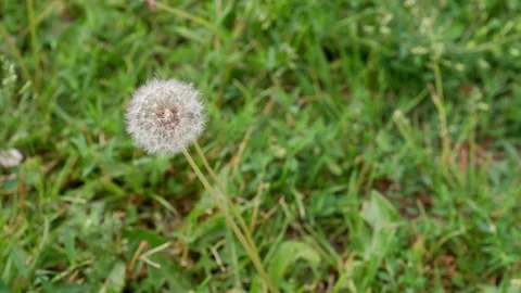 Dandelion on a blurred background. Dandelion movement. Stock Footage 156627010