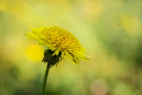Dandelion on the blurry yellow background Stock Photos