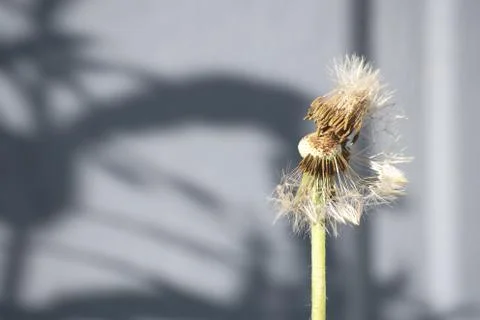 Dandelion bold head without seeds with only one seed in the grey background Stock Photos