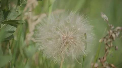 Dandelion in Boulder Colorado, Large Dandelion Blossom, Wildflowers of Stock Footage 277797837