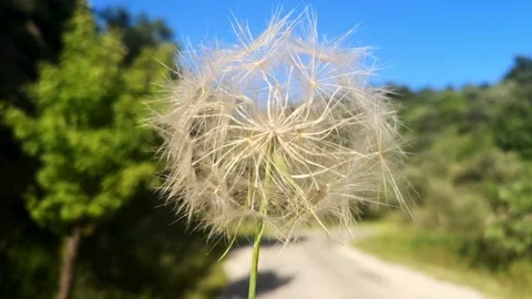 Dandelion branch waves on the wind Stock Footage 130582311