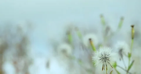 Dandelion branches in the wind Stock Footage 135475323