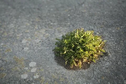 Dandelion breaking through an asphalt surface Foto stock