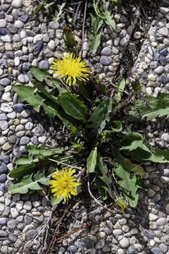 Dandelion Breakthrough Stock Photos
