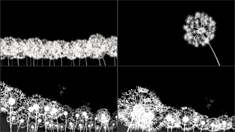 Dandelion Breeze Motion Graphics Stock Footage 278073534