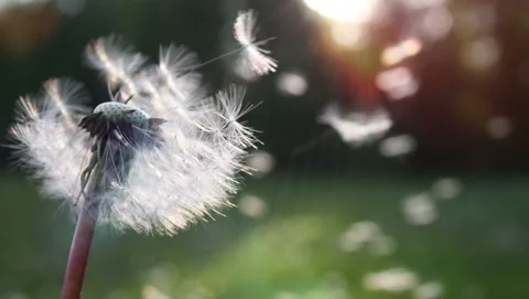 Dandelion in breeze nature background Stock Footage 153428245