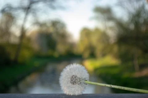 Dandelion on a bridge over a river Fotos de archivo