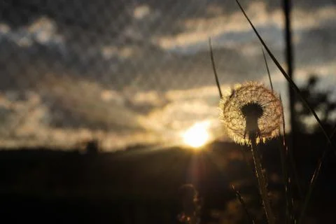 Dandelion in the brightness of the setting sun Stock Photos