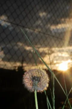 Dandelion in the brightness of the setting sun Stock Photos