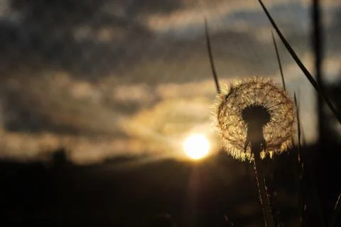 Dandelion in the brightness of the setting sun Stock Photos