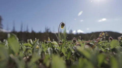 A dandelion bud blows in a light breeze by a rural road in Alberta Stock Footage 90838387