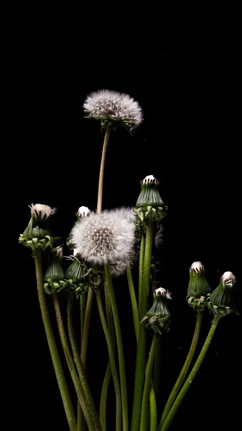 Dandelion Buds Blooming Time-Lapse on Black Background, Vertical Video, Wild Flo Stock Footage 338228389