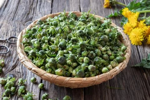 Dandelion buds collected to prepare false capers Stock Photos
