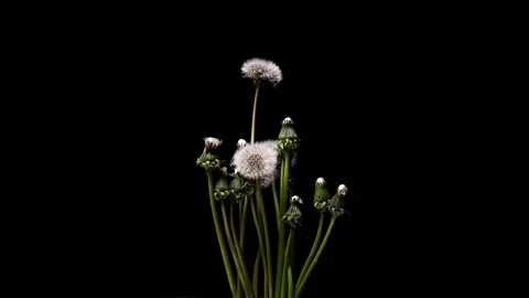 Dandelion Buds Time-Lapse: Green Flower Stems Growing on Black Background Stock Footage 336457685