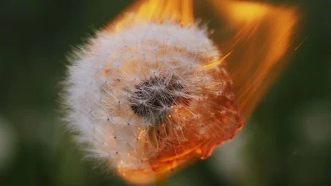Dandelion burning in slow motion Stock Footage 90016866