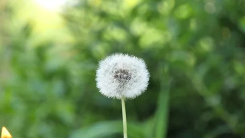 Dandelion burns during a fire. Dandelion ignites and burns slowly 库存影片 119967930