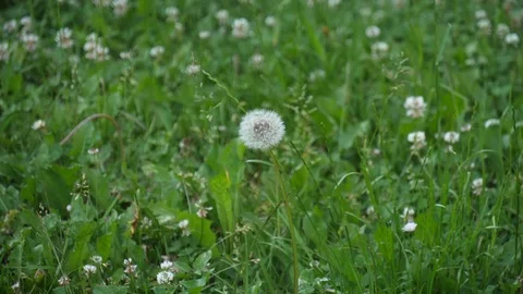 Dandelion burns during fire. Dandelion ignites, burns slowly against green grass Stock Footage 119968086
