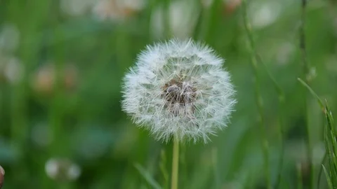 Dandelion burns during a fire. Dandelion ignites and burns slowly Stock Footage 119968364