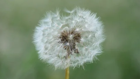 Dandelion burns during a fire. Dandelion ignites and burns slowly against Stock Footage 119968458