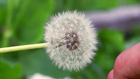 Dandelion burns during a fire. Dandelion ignites and burns against the blurred Stock Footage 142509587