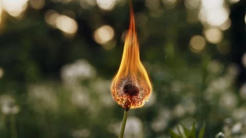 Dandelion burns during a fire. Slow Motion Stock Footage 89906707