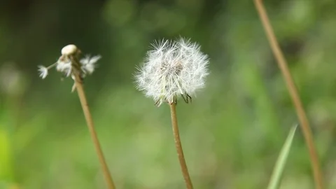 Dandelion on the bush Video stock 126940300