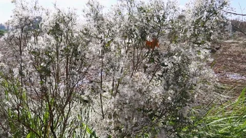 Dandelion bush in the swamp blowing in the wind Stock Footage 143166793