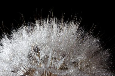 Dandelion cap close-up Stock Photos