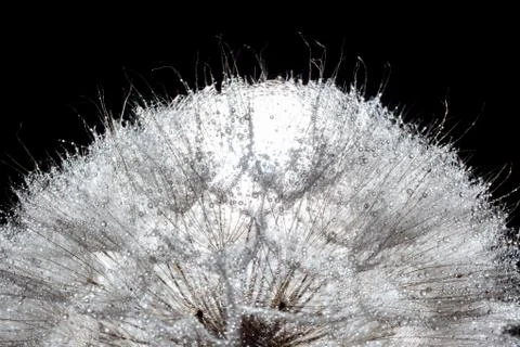Dandelion cap close-up Stock Photos