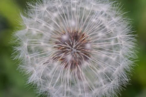 Dandelion Capitulum Closeup Stock Photos